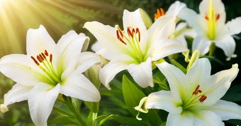 White Lilies - White Garden Plants