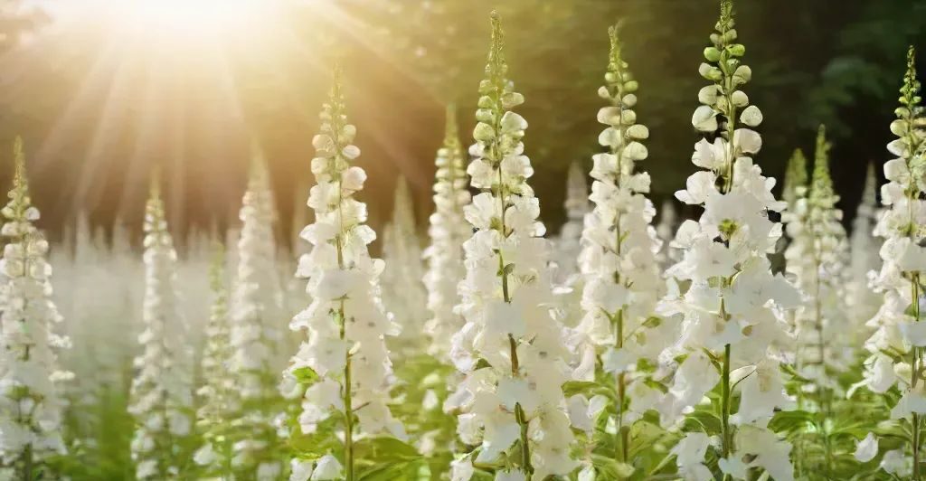 White Delphiniums - White Garden Plants