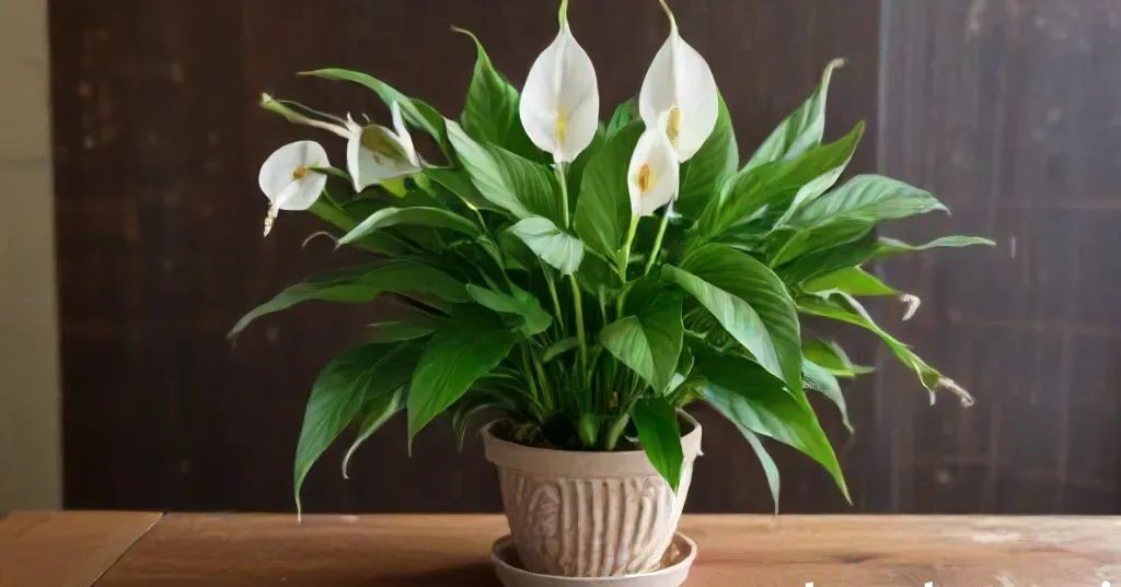 Peace Lily - Air-Purifying Plants