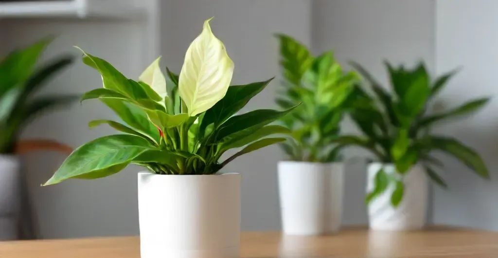 3 philodendron plants - a complete guide on philodendron