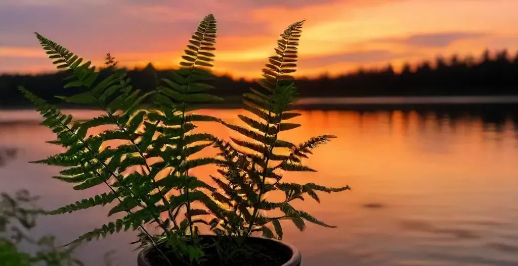 cinnamon fern plant in sunset - types of indoor ferns