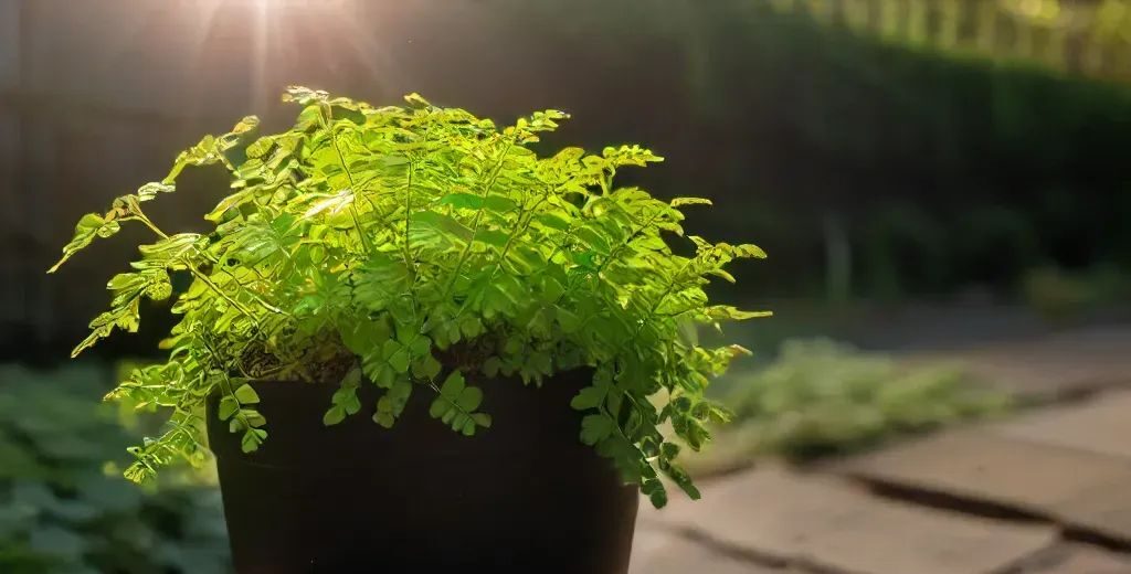 delta maidenhair fern plant in sun - types of indoor ferns
