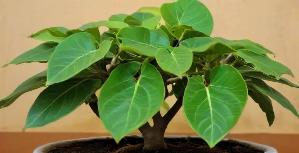 a ficus benghalensis in a pot - A Comprehensive Guide to 15 Ficus Plants