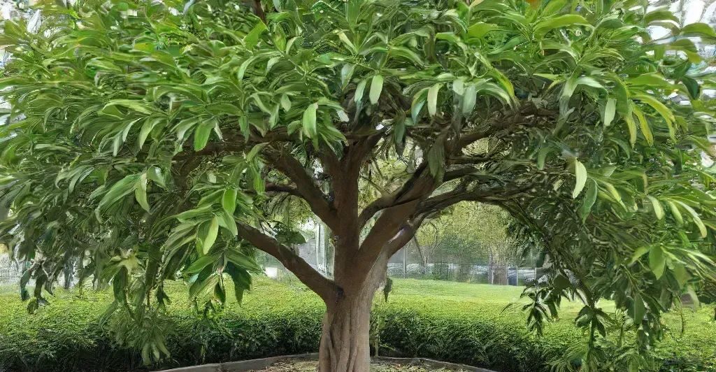 a ficus benjamina tree in a field - A Comprehensive Guide to 15 Ficus Plants