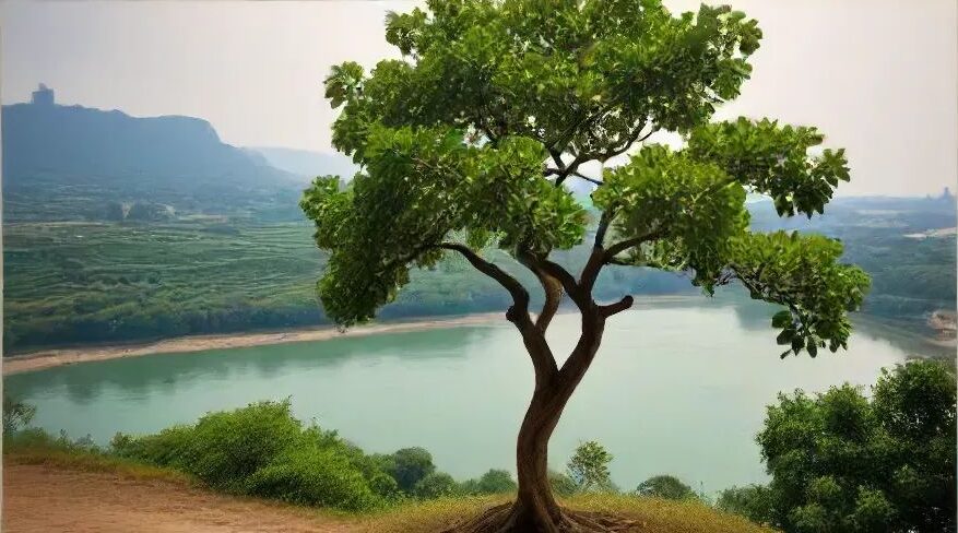 ficus carica fig tree with river view - A Comprehensive Guide to 15 Ficus Plants