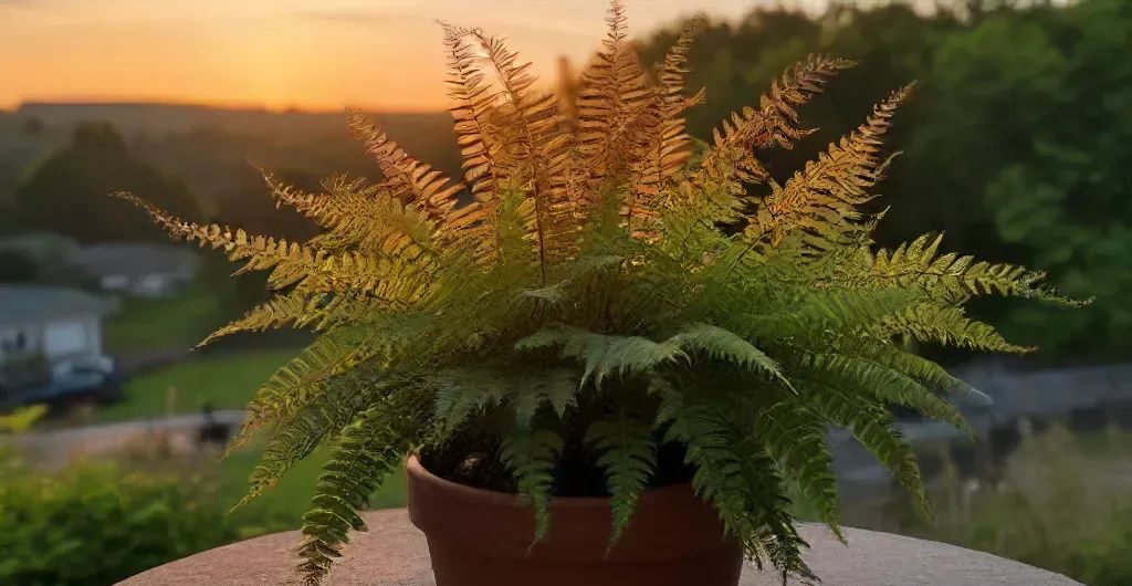 japanese painted fern plant in sunset - types of indoor ferns