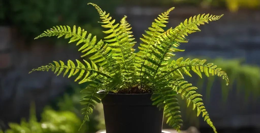 japanese tassel fern plant in sun - types of indoor ferns