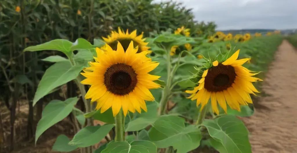 sunflowers in the sun - the meaning and symbolism of sunflowers