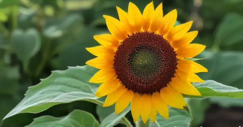 sunflower - - the meaning and symbolism of sunflowers