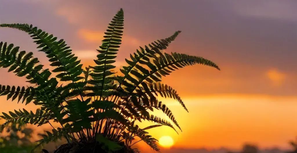 silver brake fern plant in sunset - types of indoor ferns