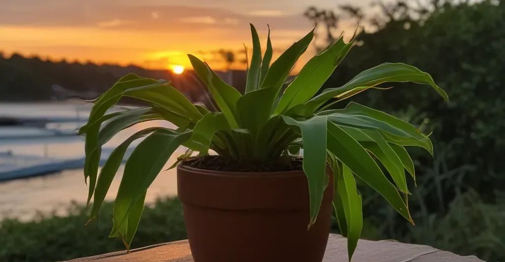 staghorn fern plant in sunset - types of indoor ferns