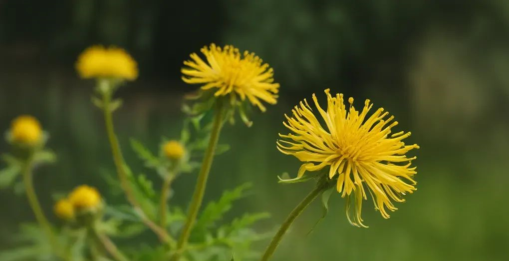 Golden Tickseed-Yellow Flowering Plants
