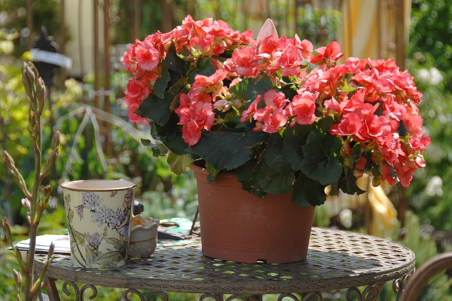 Begonias