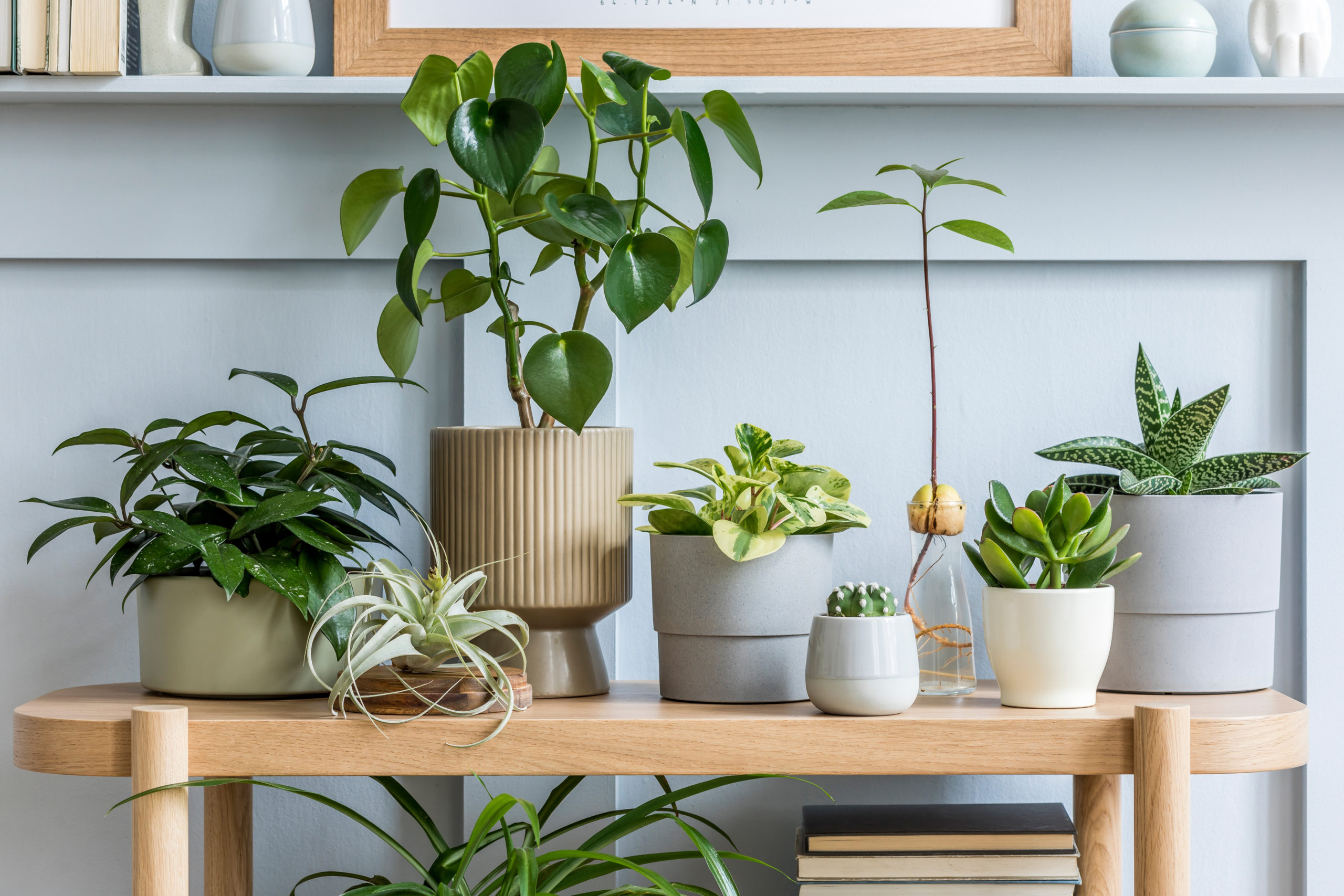 Care Tips for Success with Indoor Flowering Plants