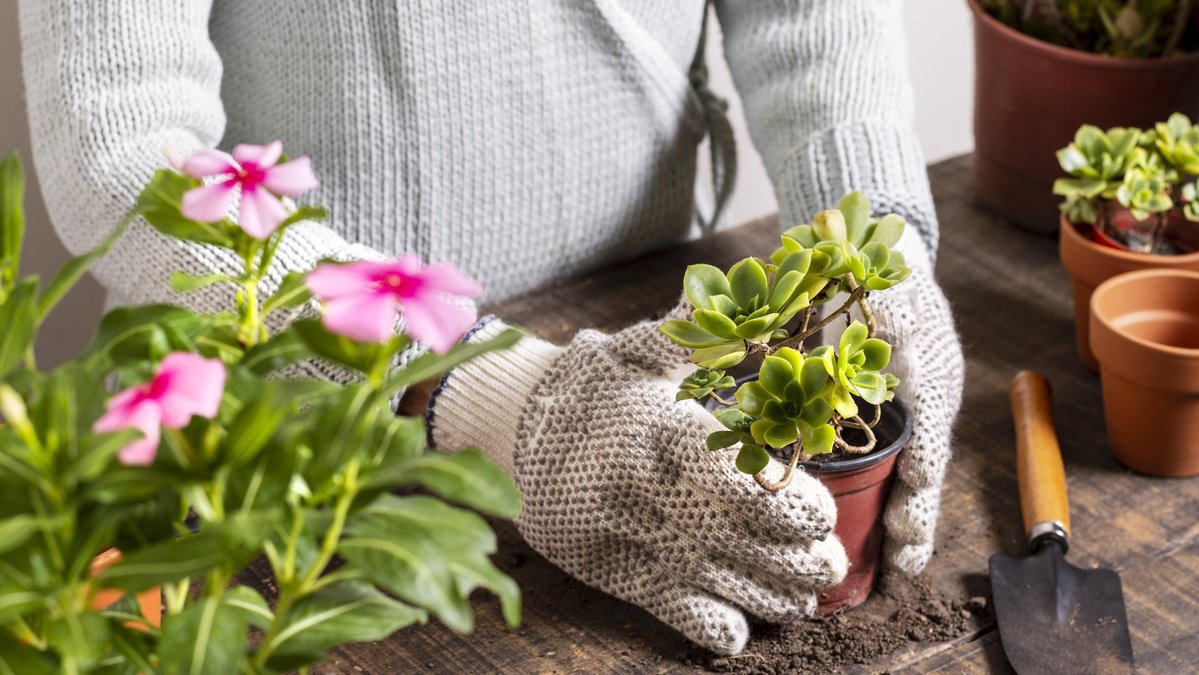Essential Care Tips for Beginner Plant Parents