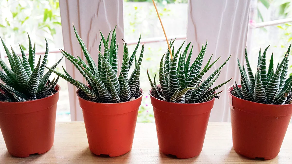 Haworthia