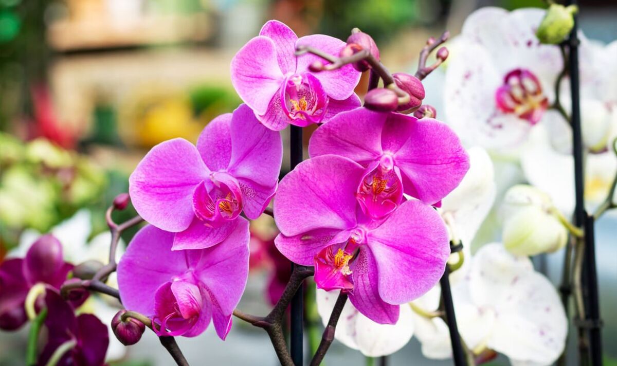 Orchids