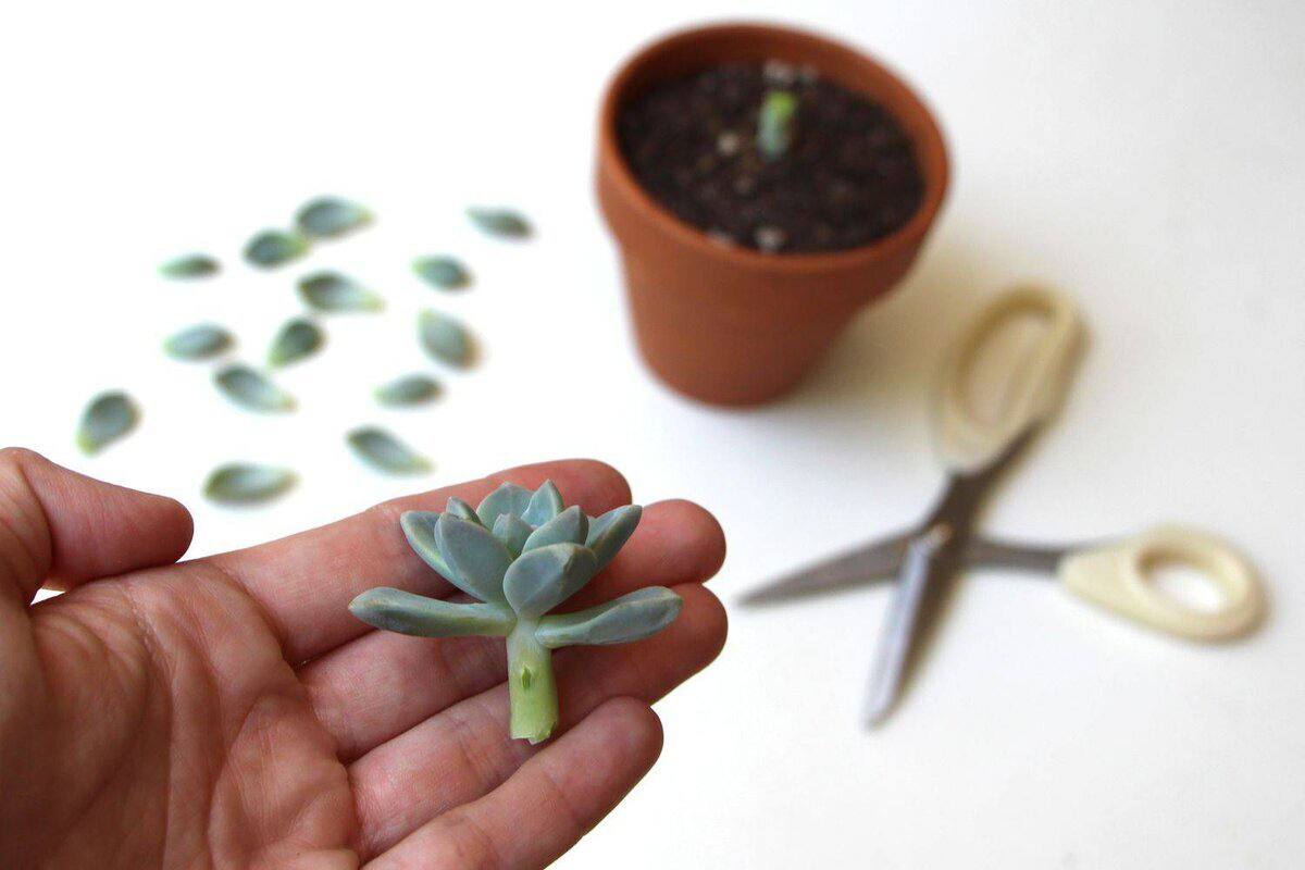 Propagation Methods for Succulents