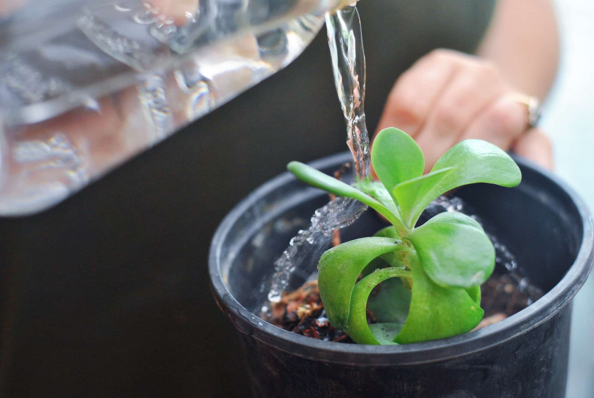 Proper Watering Techniques for Succulents
