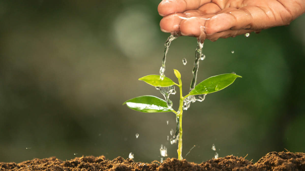 Signs Your Plants Need Water
