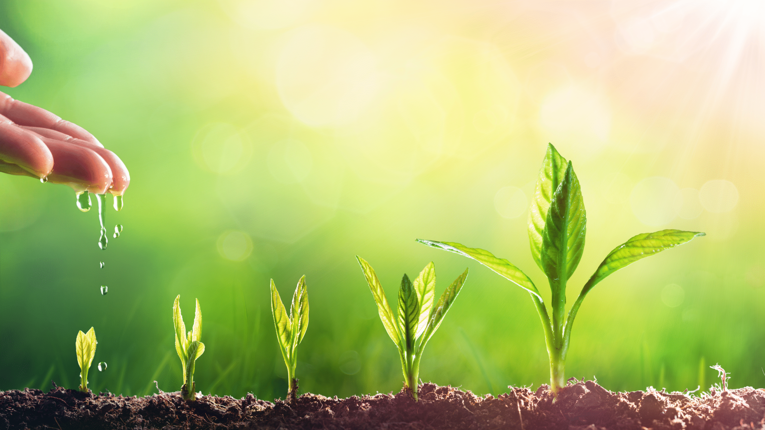 Soil, Sunlight, and Water Requirements