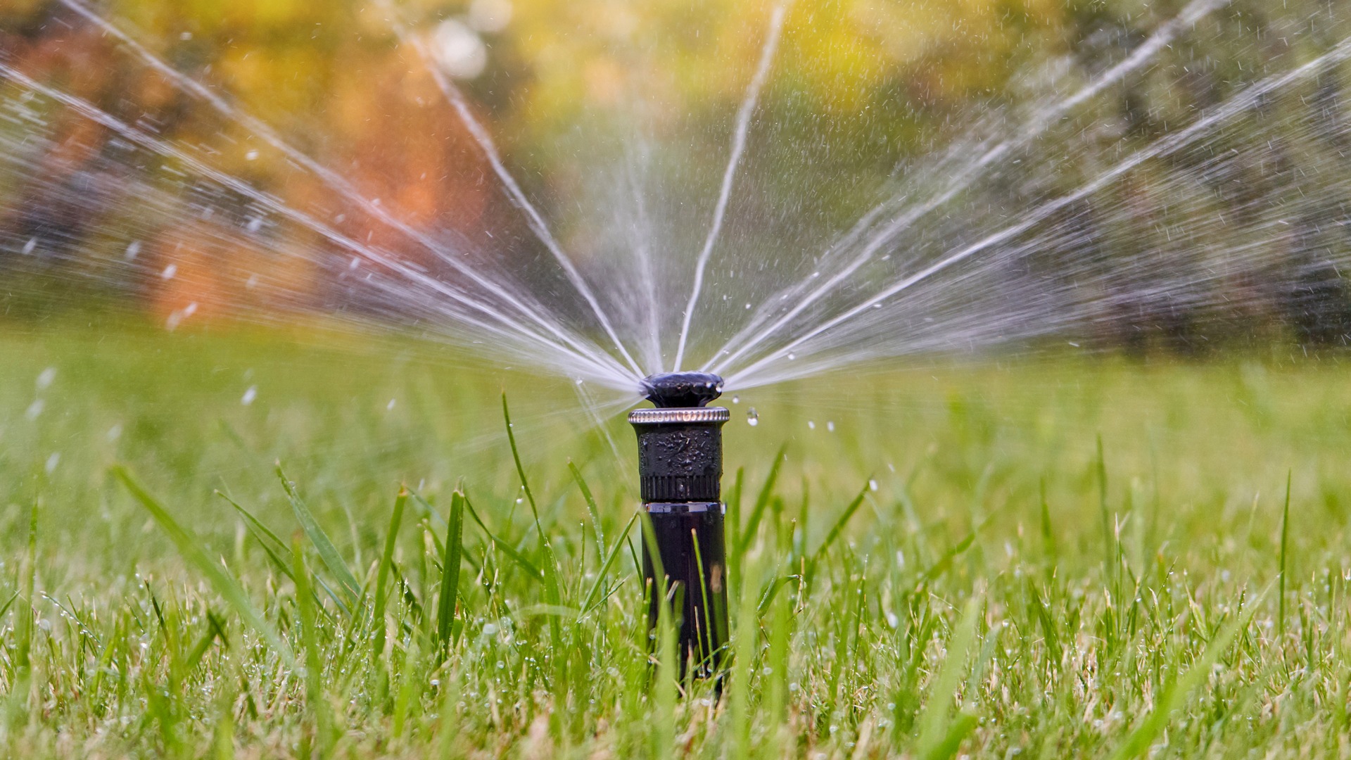 Timing Your Watering Schedule