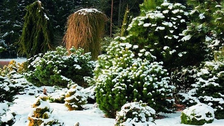 Advanced Winter Gardening Techniques