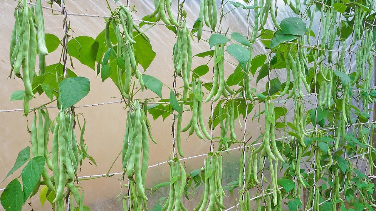 Beans – Vertical Growing Container Solutions