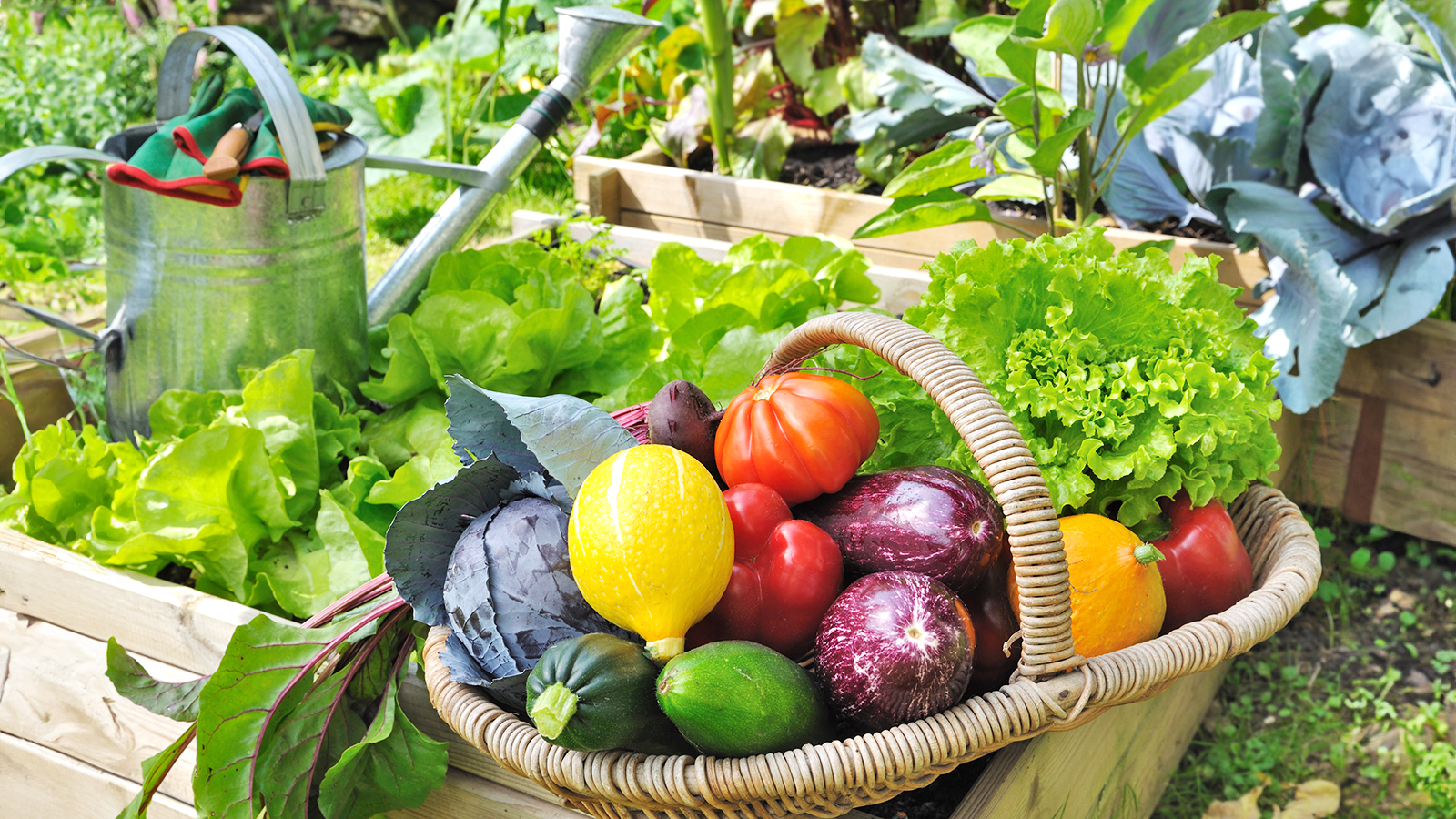 Best Cool-Season Vegetables for Fall Planting