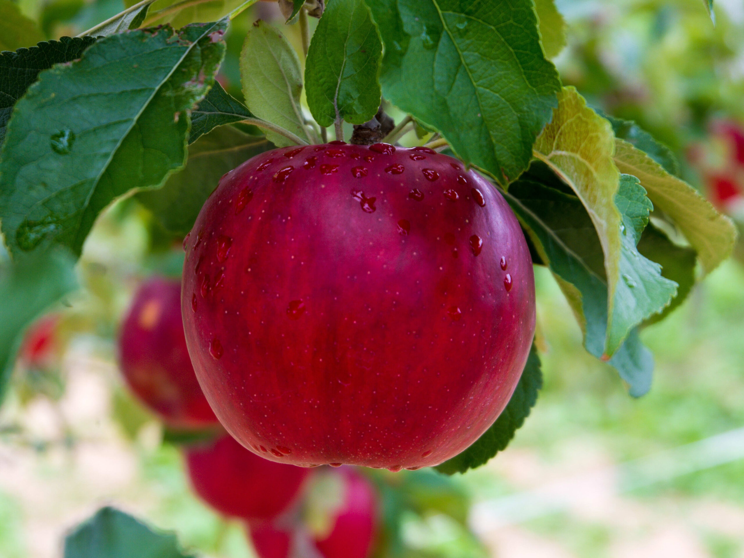 Best Dwarf Apple Trees for Limited Space