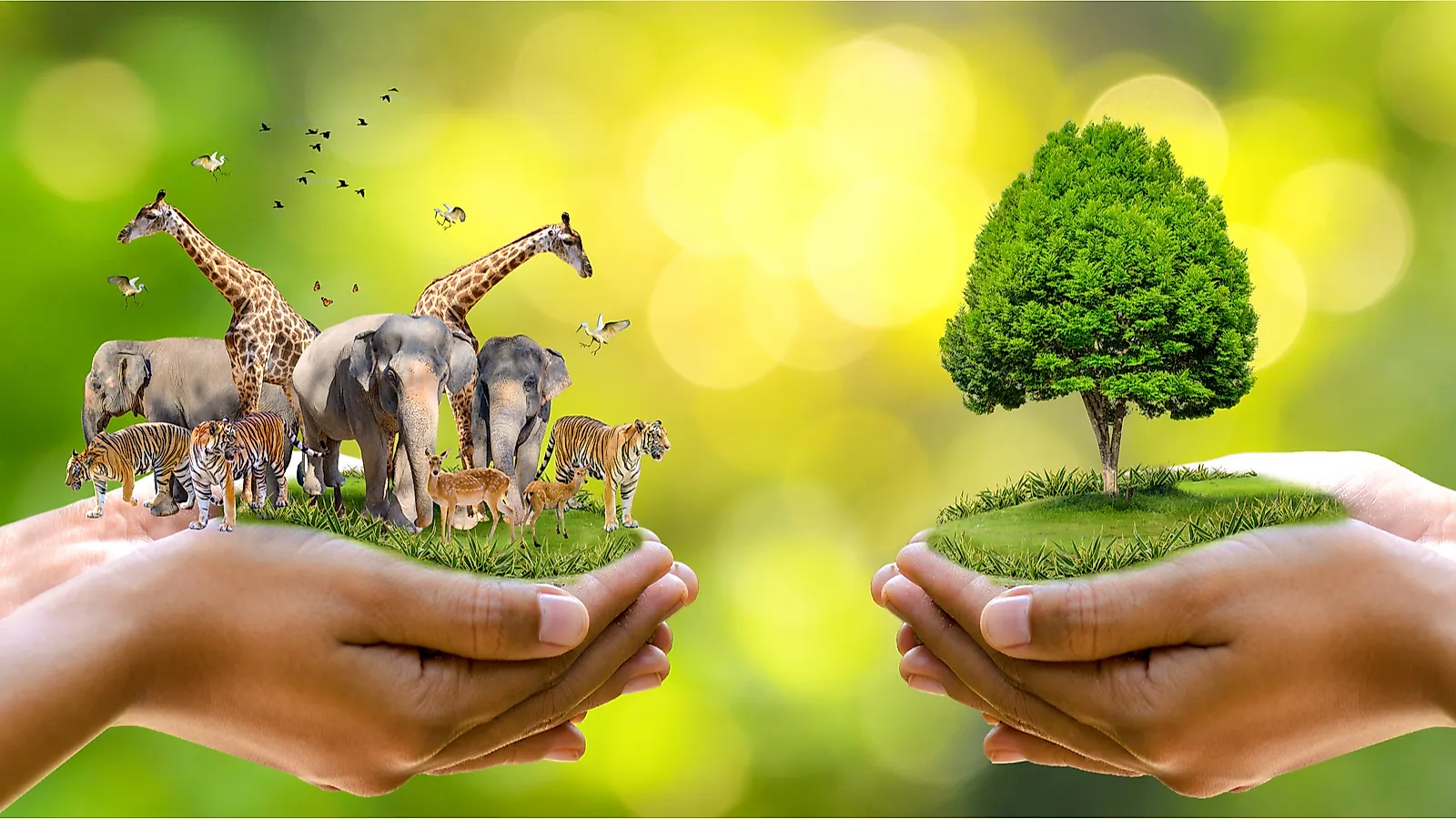 Biodiversity and Wildlife Support