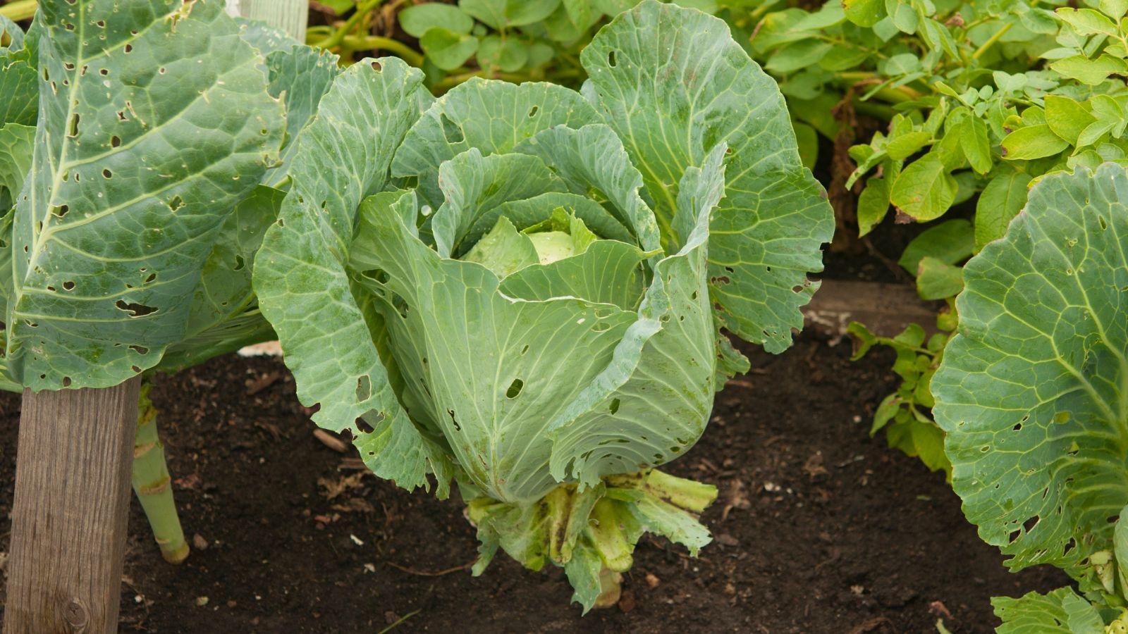 Brassica Family