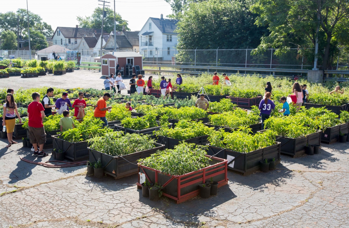 Challenges and Solutions for Scaling Urban Farming