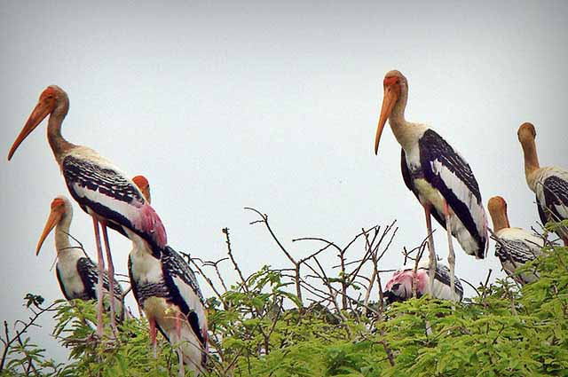 Choosing the Right Plants for Your Bird Sanctuary