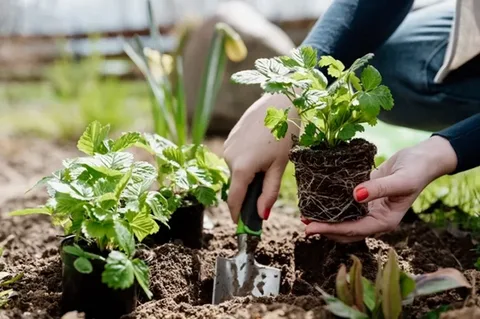 Comprehensive Companion Planting Guidelines