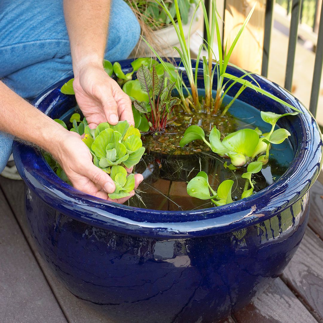 Container Gardening and Water Efficiency