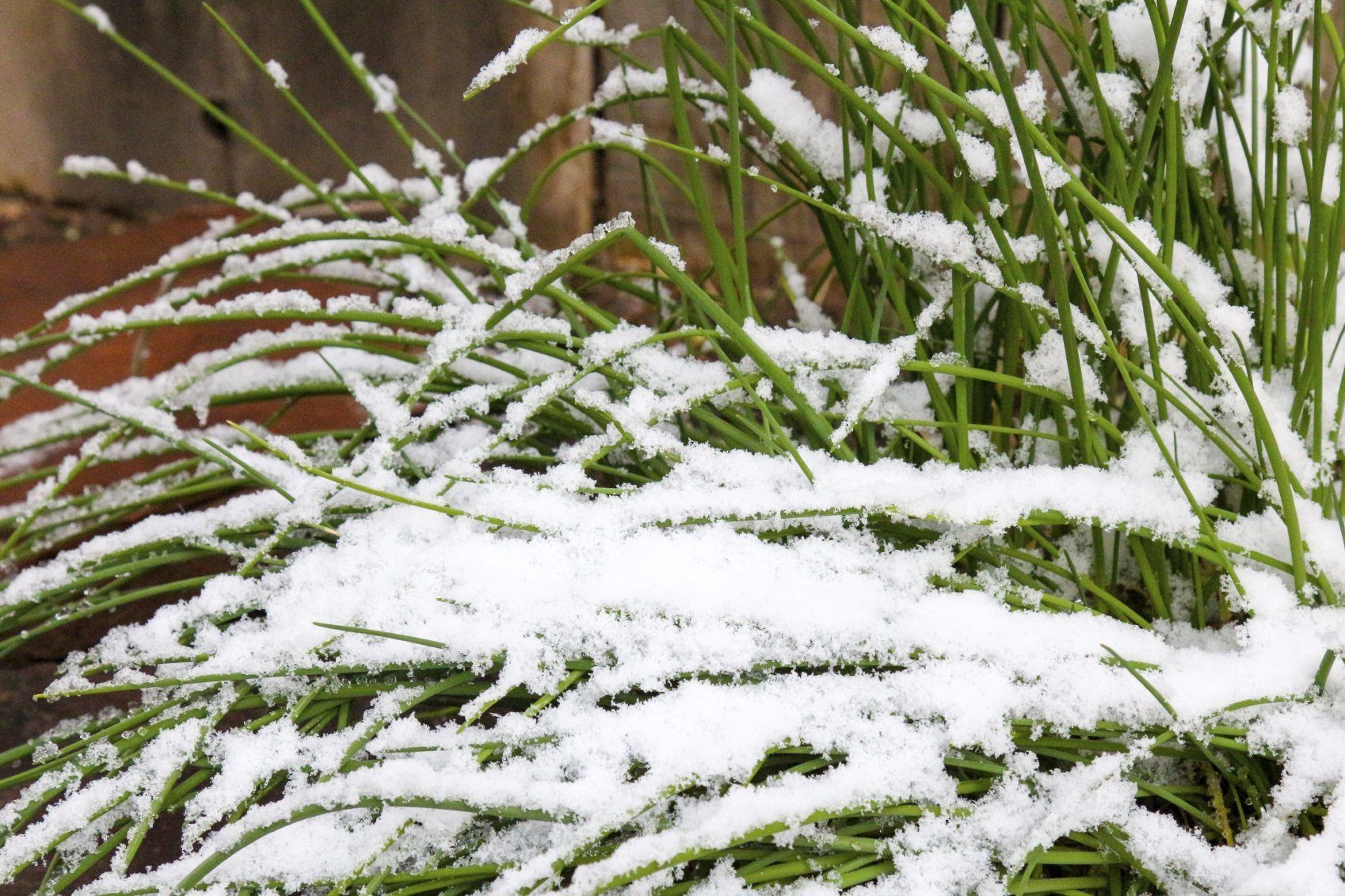 Essential Cold-Hardy Plants for Winter Gardens