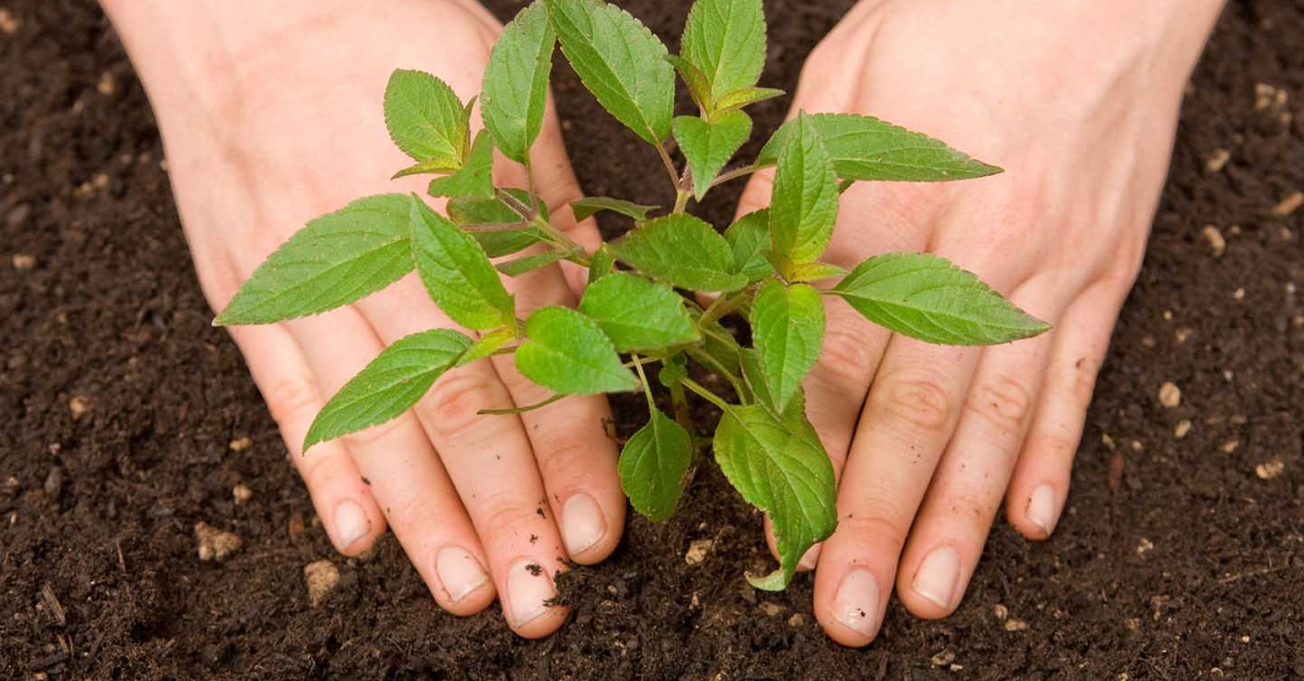 Essential Mulch Types for Optimal Plant Health