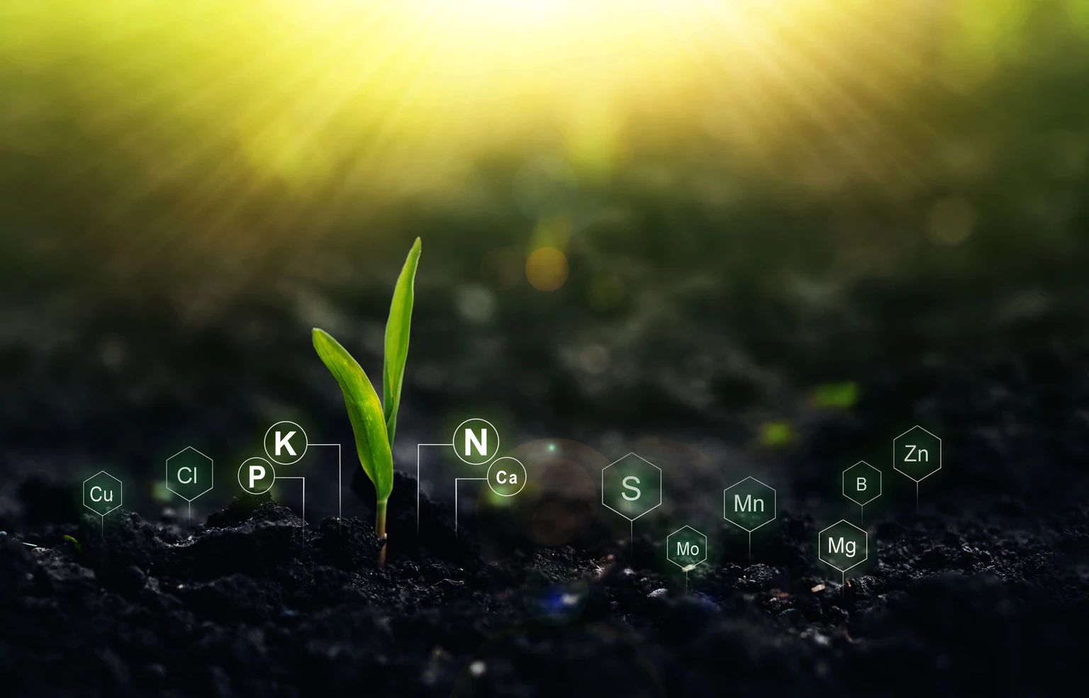 Fertilization and Plant Nutrition