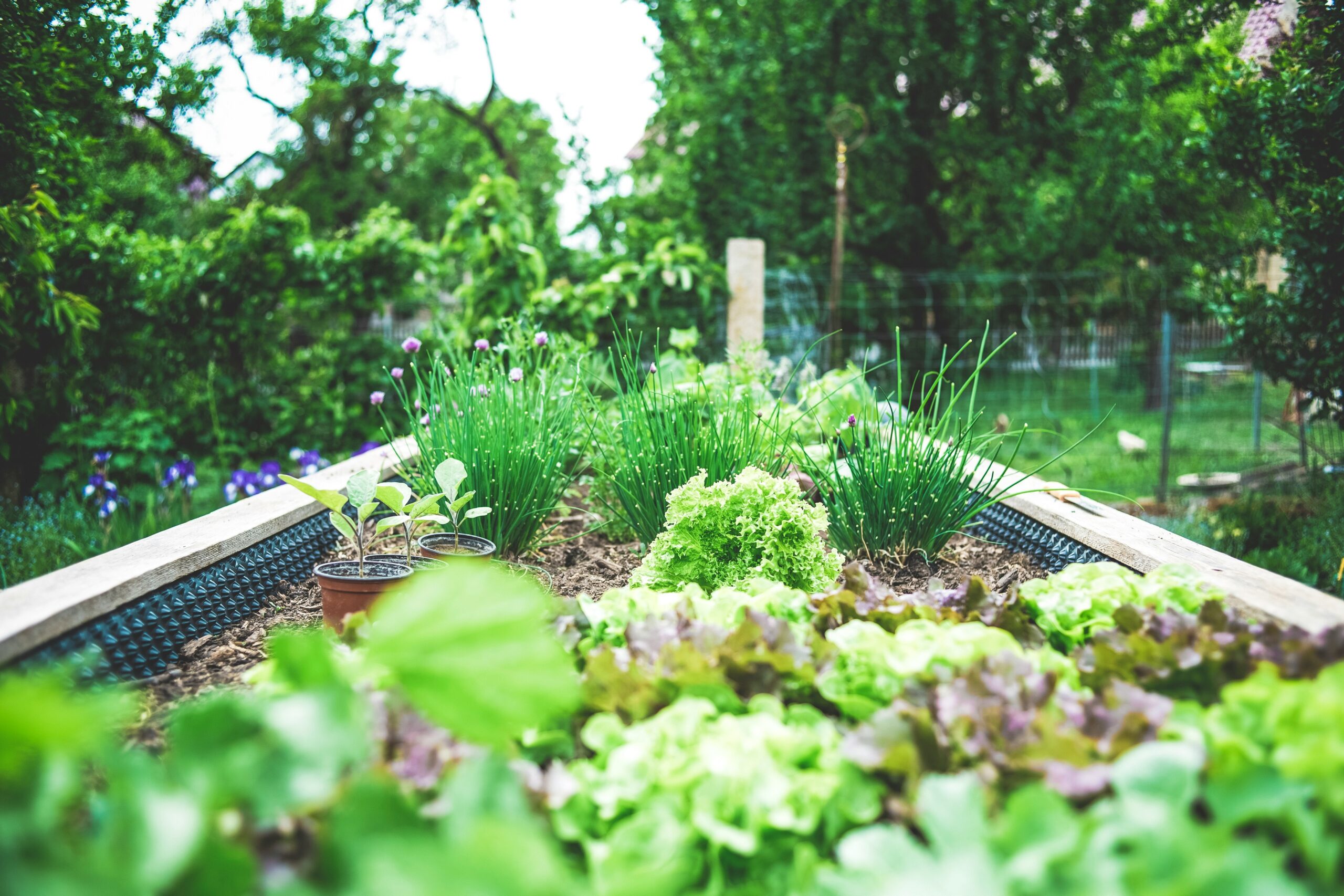 Planning Your Organic Garden Space