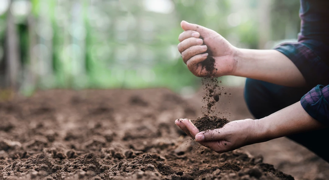Poor Soil Preparation