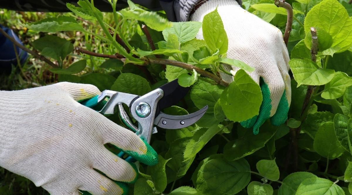 Pruning and Plant Maintenance