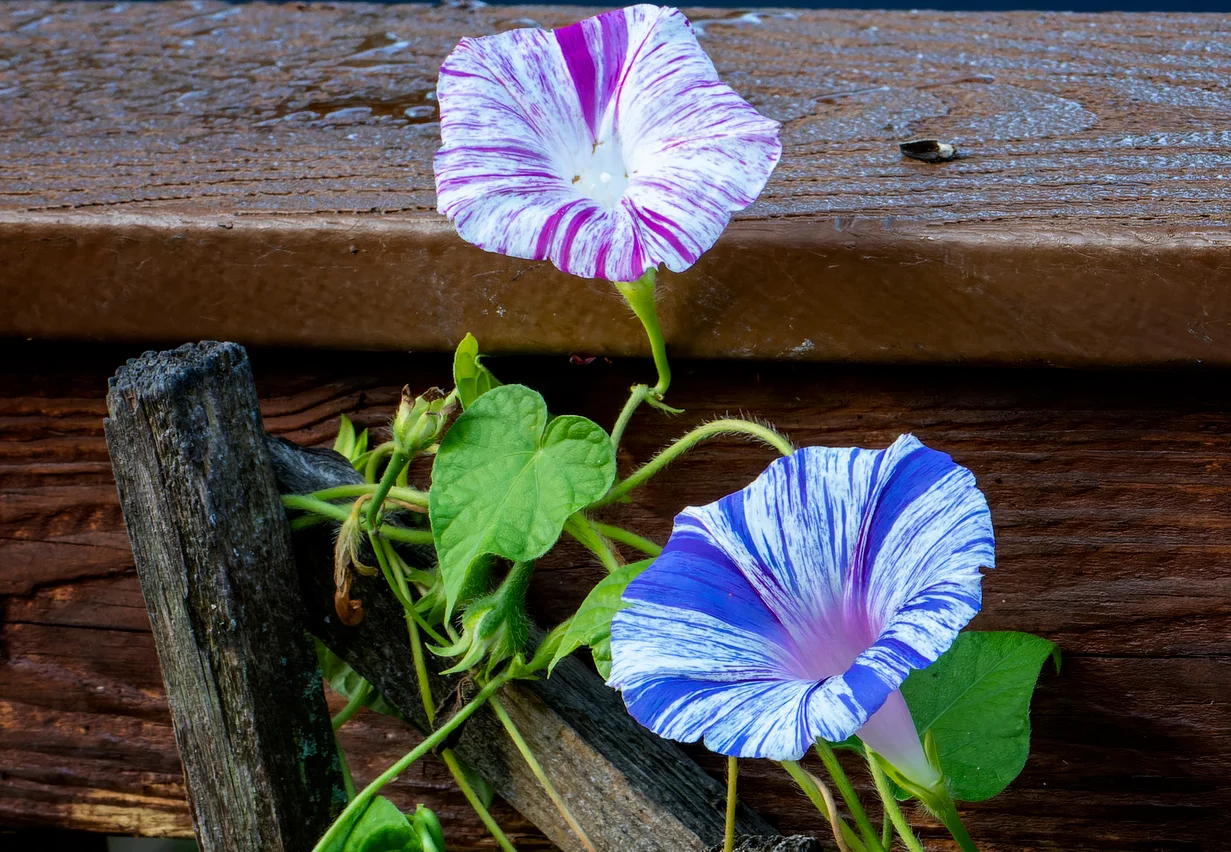 Regional Variations in Bloom Times