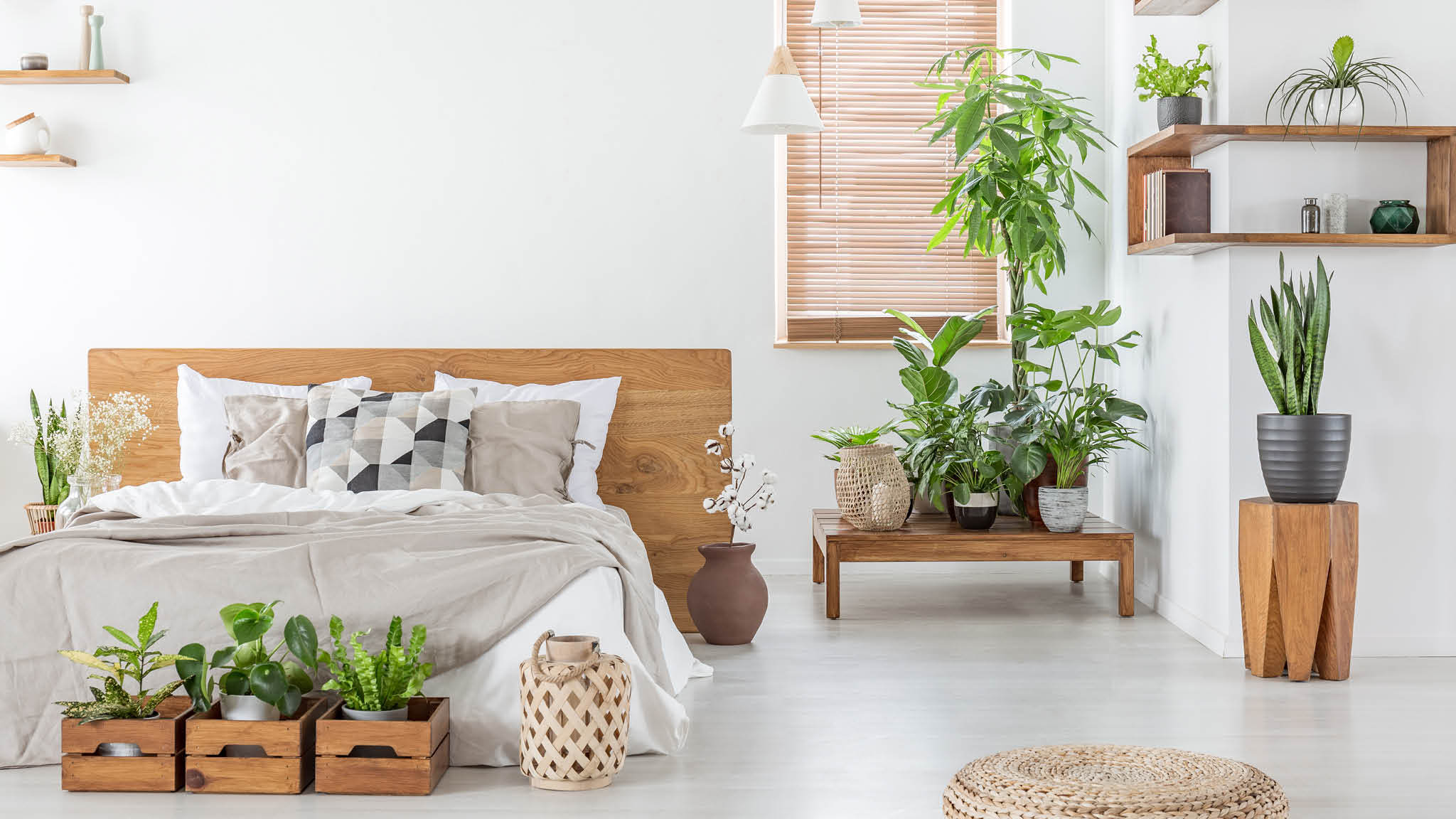 Room-by-Room Plant Styling Guide