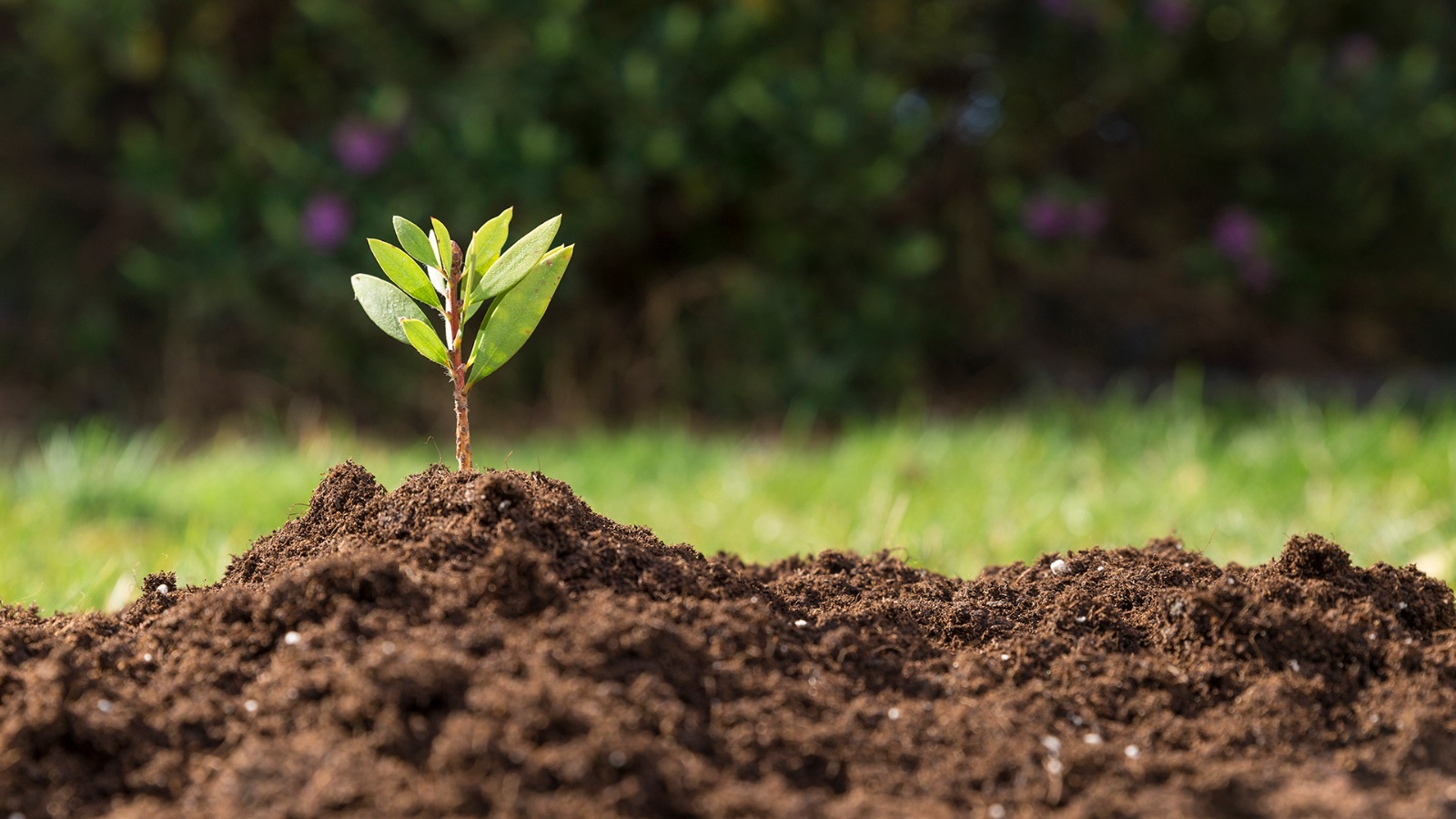 Soil and Growing Medium Essentials