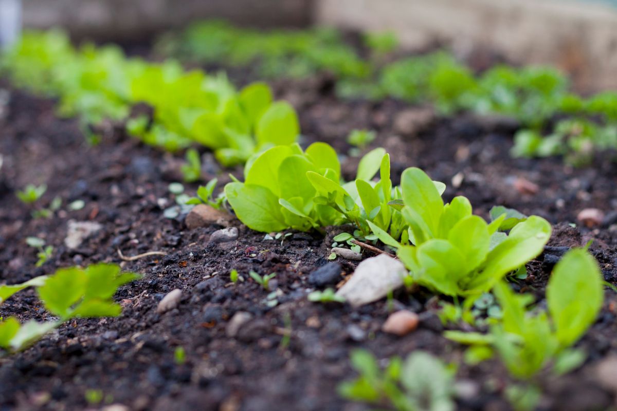Starting Lettuce from Seeds