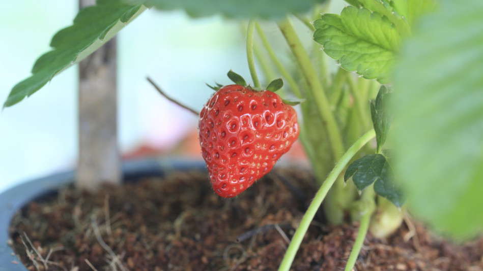 Strawberries – Sweet Rewards from Small Containers