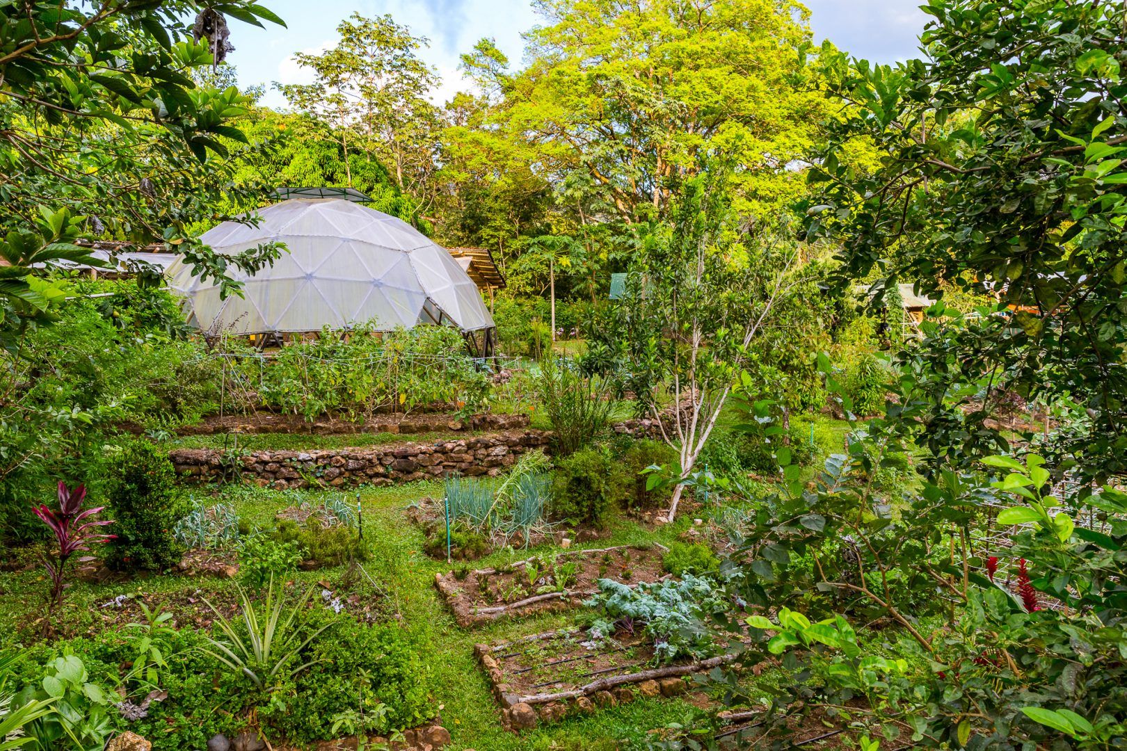 Top Native Trees for Sustainable Gardens