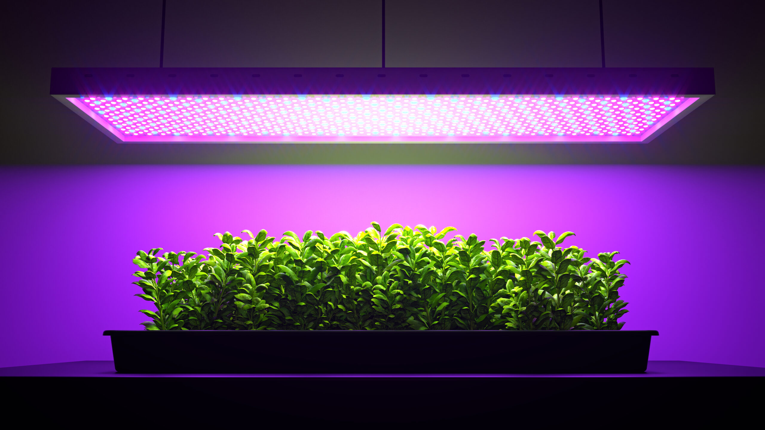 Choosing the Right LED Grow Light System