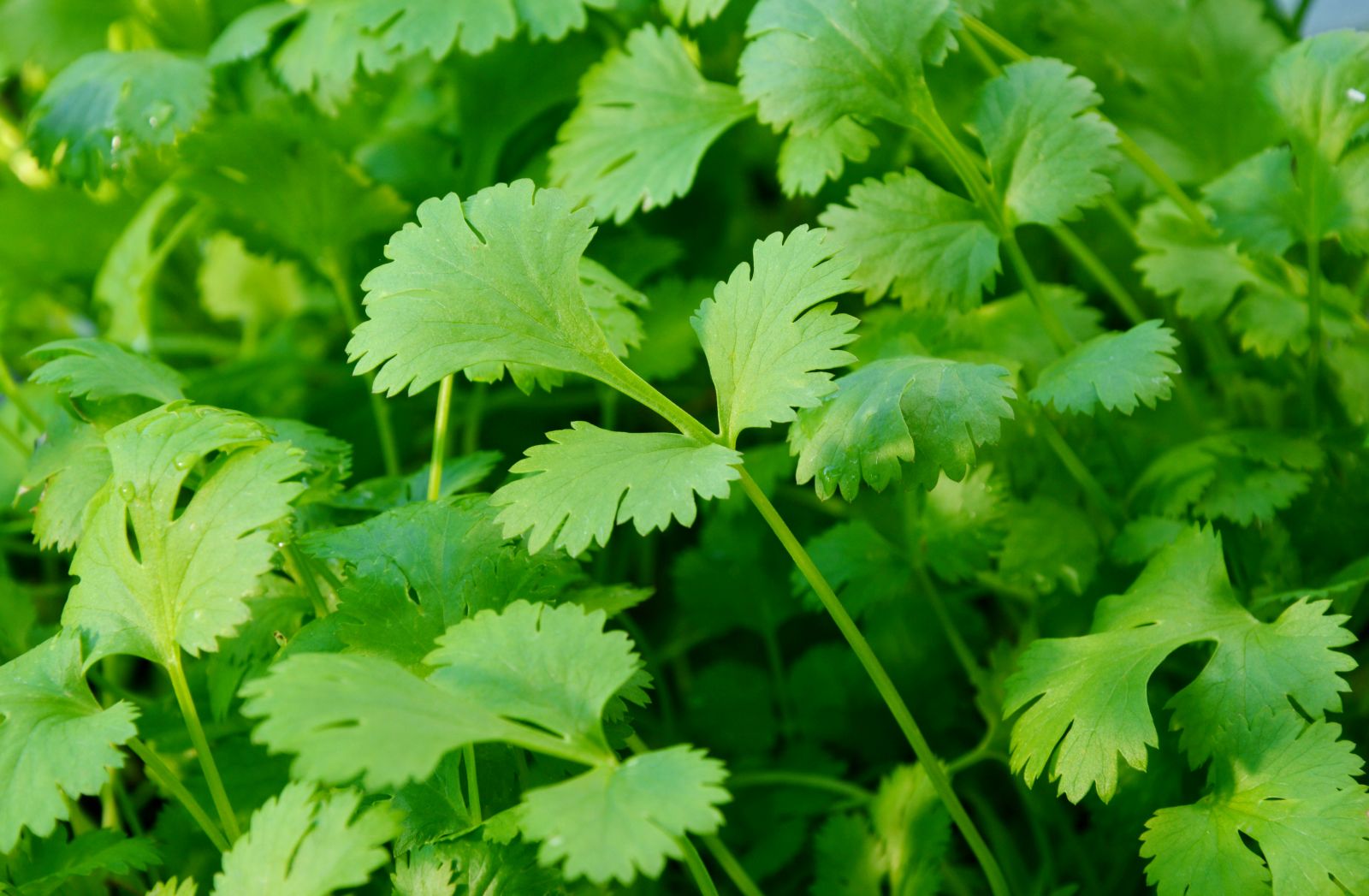 Cilantro/Coriander (Coriandrum sativum)